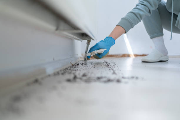 Best Flea Control Services  in Sutton, NE